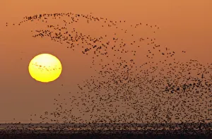 Images Dated 6th November 2006: Knot, Snettisham, Norfolk, UK