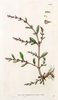 Images Dated 19th May 2016: Knotgrass