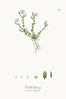 Images Dated 5th October 2017: Knotted Spurrey, Sagina nodosa, Victorian Botanical Illustration, 1863