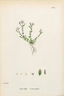 Images Dated 25th February 2017: Knotted Spurrey, Sagina nodosa, Victorian Botanical Illustration, 186