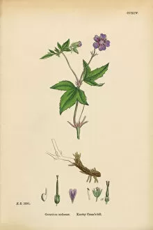 Images Dated 11th March 2017: Knotty Cranesbill, Geranium Nodosum, Victorian Botanical Illustration, 1863