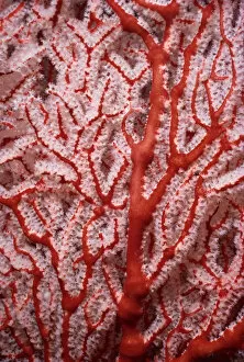 Images Dated 20th November 2018: Knotty Gorgonian Coral