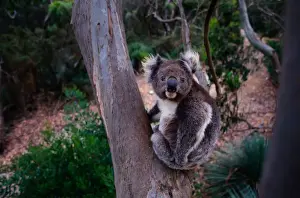 Marsupial Prints: Koala (Phascolarctos cinereus) sitting in tree, Australia