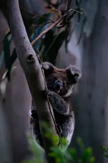 Marsupial Prints: Koala (Phascolarctos cinereus) on tree limb, Australia
