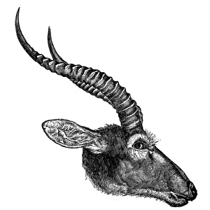 Safari Animals Gallery: Kob (Kobus kob)