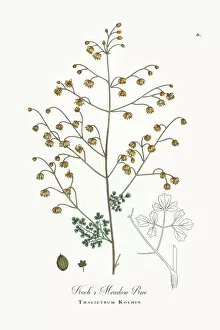 Images Dated 22nd September 2017: Kochas Meadow Rue, Thalictrum Kochin, Victorian Botanical Illustration, 1863