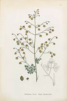 Images Dated 3rd January 2017: Kochas Meadow Rue, Thalictrum Kochin, Victorian Botanical Illustration, 1863