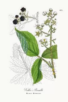 Images Dated 31st May 2018: Kohleras Bramble, Rubus Kohleri, Victorian Botanical Illustration, 1863