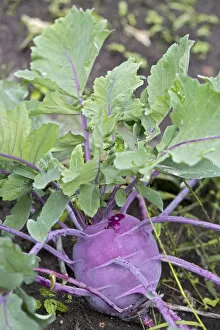 Images Dated 19th July 2012: Kohlrabi, Turnip cabbage -Brassica oleracea var gongylodes L.-