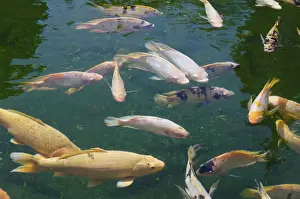 Cyprinidae Prints: Koi Carps -Cyprinus carpio- in the holy spring of Pura Tirta Empul spring sanctuary
