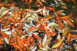 Pond Collection: Koi carps feeding frenzy, TongLi, JiangSu, China