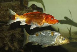 Images Dated 28th November 2011: Koi, or Nishikigoi -Cyprinus carpio- in aquarium