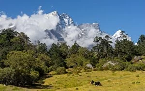 Images Dated 30th September 2015: Kongde mountain peak and black yaks, Everest region