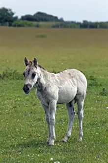 Foal Prints: Konik horse (Equus przewalskii f. caballus), colt, tarpan or wild horse, backbreeding