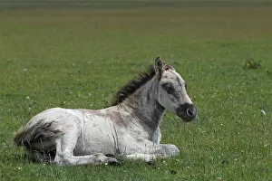 Perissodactyla Gallery: Konik horse (Equus przewalskii f. caballus), foal, tarpan or wild horse, backbreeding