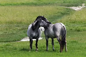 Equidae Prints: Konik horses (Equus przewalskii f)