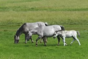 Perissodactyla Gallery: Konik horses (Equus przewalskii f. caballus), foal, mare and stallion, tarpan or wild horse