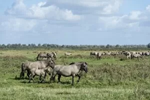 Images Dated 29th September 2012: Konik horses, Lauwersmeer National Park, Friesland, Netherlands, Europe