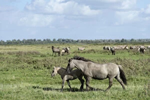 Konik horses, Lauwersmeer National Park, Friesland, Netherlands, Europe