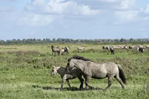 Images Dated 29th September 2012: Konik horses, Lauwersmeer National Park, Friesland, Netherlands, Europe