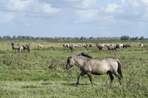 Images Dated 29th September 2012: Konik horses, Lauwersmeer National Park, Friesland, Netherlands, Europe