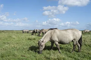 Images Dated 29th September 2012: Konik horses, Lauwersmeer National Park, Friesland, Netherlands, Europe