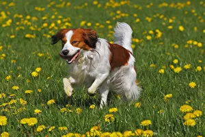 Images Dated 1st May 2012: Kooikerhondje or Kooiker Hound -Canis lupus familiaris-, young male dog running across a meadow