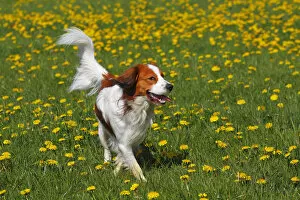 Images Dated 1st May 2012: Kooikerhondje, Kooiker Hound -Canis lupus familiaris-, young male dog, domestic dog
