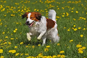 Dandelion Prints: Kooikerhondje or Kooiker Hound -Canis lupus familiaris