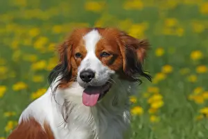 Spring Prints: Kooikerhondje or Kooiker Hound -Canis lupus familiaris-, young male dog, portrait