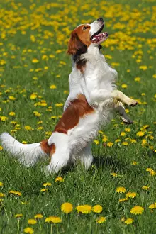 Sitting Up And Begging Prints: Kooikerhondje or Kooiker Hound -Canis lupus familiaris