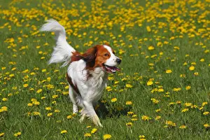 Kooikerhondje, Kooiker Hound -Canis lupus familiaris-, young male dog, domestic dog