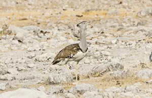 Images Dated 20th August 2012: Kori Bustard -Ardeotis kori-, Etosha National Park, Namibia