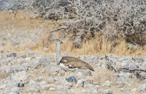 Images Dated 20th August 2012: Kori Bustard -Ardeotis kori-, Etosha National Park, Namibia