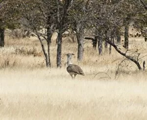 Images Dated 17th August 2012: Kori Bustard -Ardeotis kori-, Etosha National Park, Namibia