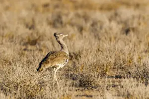 Kori Bustard -Ardeotis kori-, Etosha National Park, Namibia