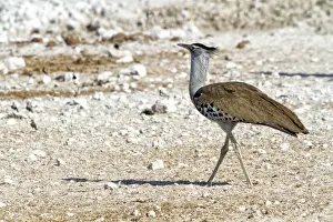 Gruiformes Prints: Kori Bustard -Ardeotis kori-, Etosha National Park, Namibia