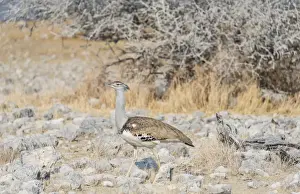 Ecological Conservation Prints: Kori Bustard -Ardeotis kori-, Etosha National Park, Namibia