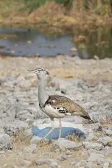 Ecological Conservation Prints: Kori Bustard -Ardeotis kori-, Etosha National Park, Namibia