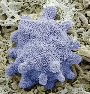 Images Dated 8th November 2010: Korotnevella amoeba, SEM