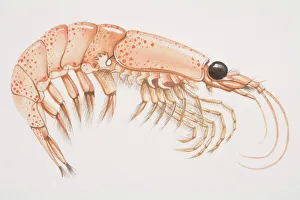 Animal Shell Collection: Krill (malacostracans), side view