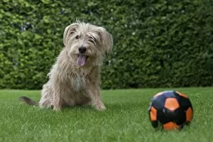 Images Dated 23rd June 2011: Kromfohrlaender and Irish Terrier hybrid dog sitting expectantly next to a ball