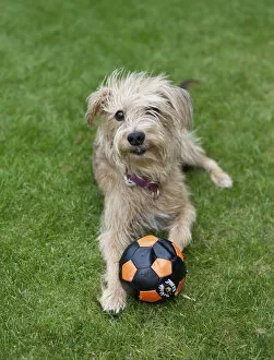 Images Dated 23rd June 2011: Kromfohrlaender and Irish Terrier playing with a ball