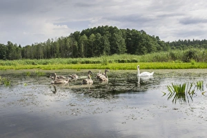 Images Dated 8th August 2012: The Krutynia River near Ruciane-Nida, Warmian-Masurian Voivodeship, Poland