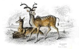 Images Dated 26th May 2017: Kudu antelope lithograph 1884
