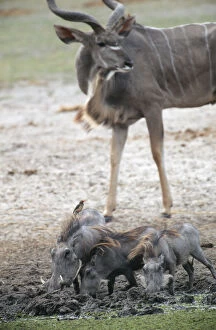 Botswana Gallery: Kudu (Tragelaphus) and Warthog (Phacochoerus africanus) Trio on Muddy Plain