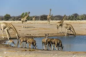 Kudus -Tragelaphus strepsiceros- and giraffes -Giraffa camelopardalis- at Chudob waterhole, Etosha National Park