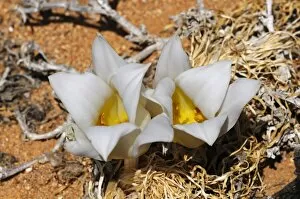 Kukumakranka -Gethyllis namaquensis-, Goegap Nature Reserve, Namaqualand, South Africa, Africa