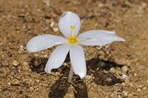 Kukumakranka, Koekemakranka, or Kroekemakrank -Gethyllis verticillata-, Goegap Nature Reserve, Namaqualand, South Africa, Africa