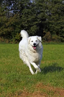 Images Dated 2nd October 2011: Kuvasz -Canis lupus familiaris-, running, male, livestock guardian dog